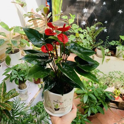 Người tuổi dần hợp cây phong thuỷ nào