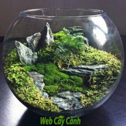 hướng dẫn cách làm terrarium