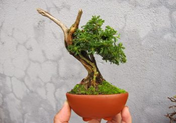 bonsai-linh-sam-mini-de-ban