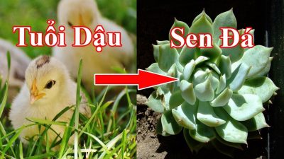 cay-phong-thuy-cho-nguoi-tuoi-dau
