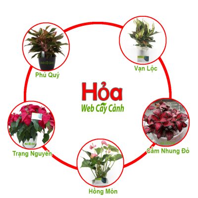 cay-phong-thuy-hop-menh-hoa