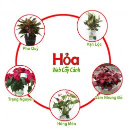 Mệnh Hỏa hợp cây gì?