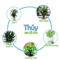 Mệnh Thủy hợp cây gì?