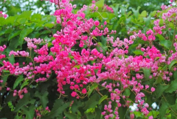 Các loại hoa dễ trồng ở ban công