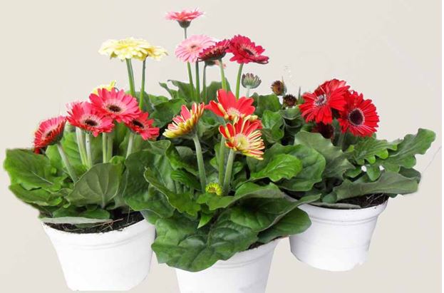 các loại hoa dễ trồng trong chậu | Blog Cây Cảnh