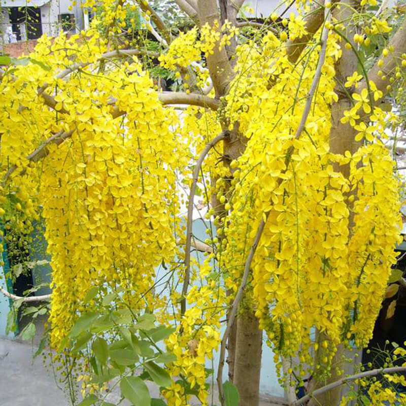 Các Loài Hoa đẹp ở Việt Nam Trangwiki