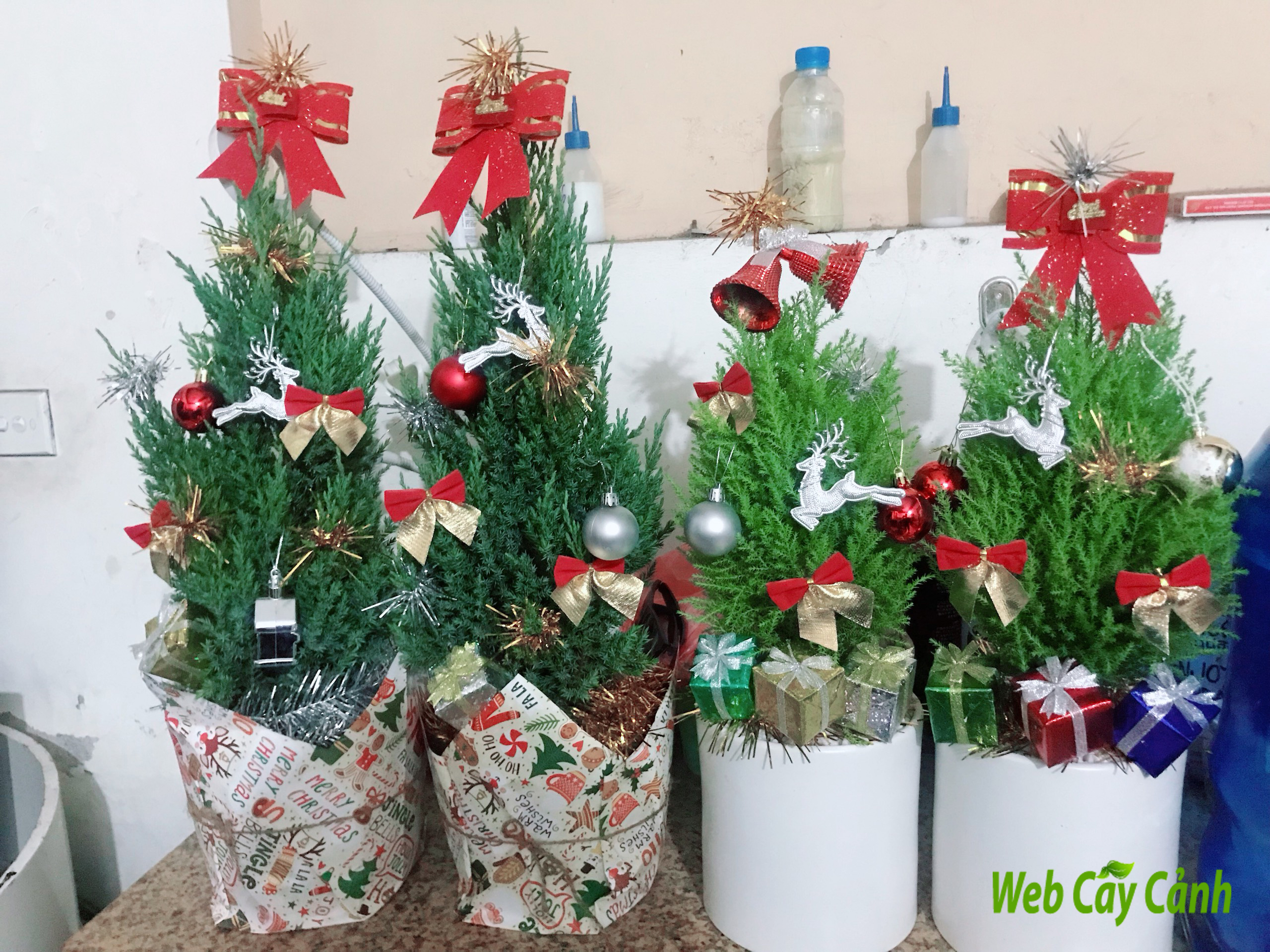 3 loại cây được tặng trong dịp Noel