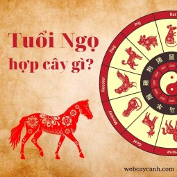 tuổi ngọ hợp cây gì