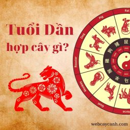 tuổi dần hợp cây gì