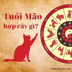 tuổi mão hợp cây gì