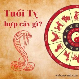 Tuổi Tỵ hợp cây gì