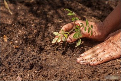cách trồng cây bằng đất dinh dưỡng