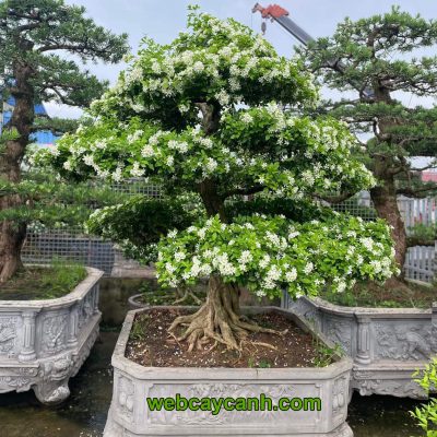 cây nguyệt quế bonsai