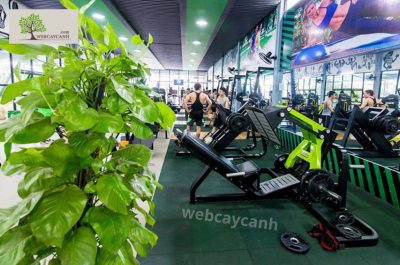 cung cấp cây xanh phòng tập gym