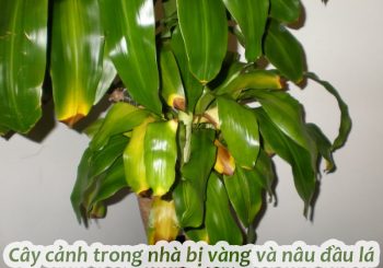 Cây cảnh trong nhà bị vàng và nâu đầu lá