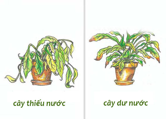 biểu hiện của cây thiếu nước và dư nước