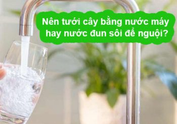 nên tưới nước máy hay nước đun sôi để nguội