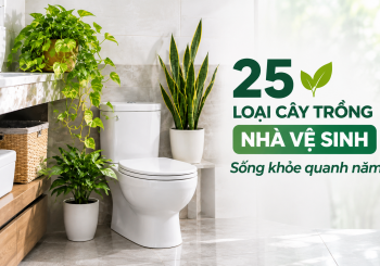 cay-trong-nha-ve-sinh