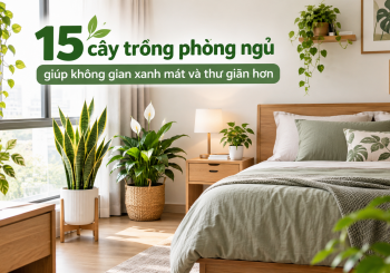 cay-trong-trong-phong-ngu-dep